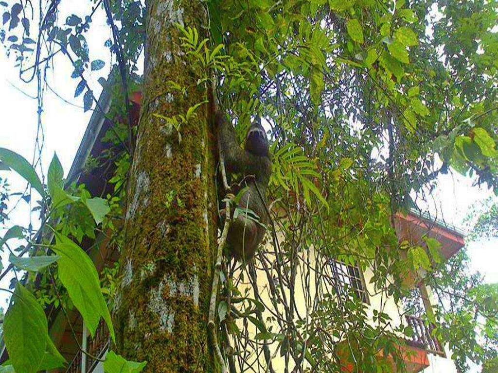 Hotel Tres Banderas Manuel Antonio Exterior foto